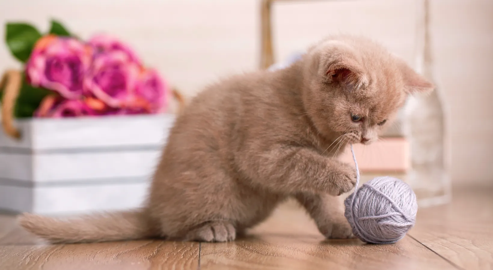 子猫のエサ選びからしつけまで！初心者でも安心の基本ガイド